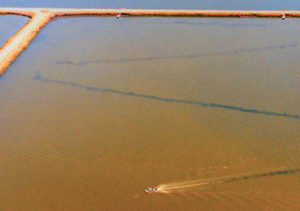 Sludge: An obstacle to shrimp health