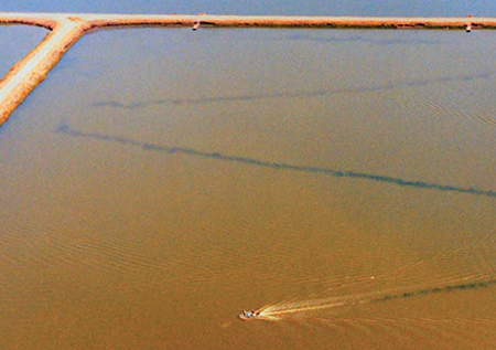 Article image for Sludge: An obstacle to shrimp health