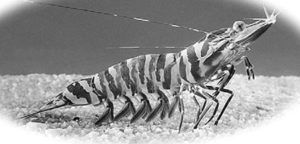 Australian farmers diversify with local shrimp species