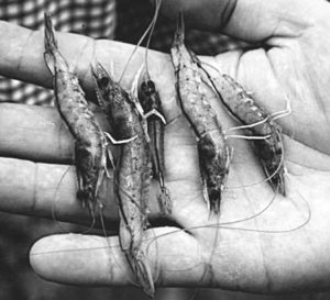 Environmental factors affect immune response and resistance in crustaceans