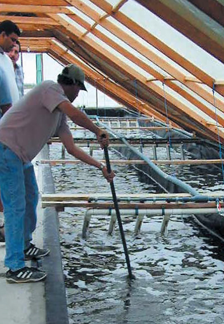 Article image for Raceway nursery production increases shrimp survival and yields in Ecuador