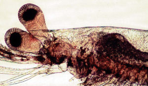 Determining optimal dietary protein level for Litopenaeus vannamei postlarvae