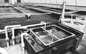 Feed management for RAS, part 1