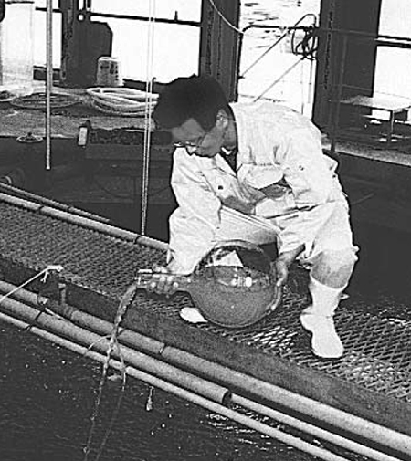 Article image for Probiotic bacteria repress viral diseases in aquaculture