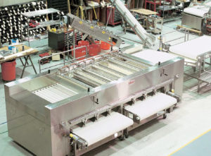 Making the grade: A comparison of shrimp grading systems