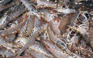 Changing paradigms in shrimp farming, part 6