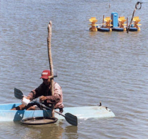 Feeding tray technique improves shrimp feed management in Brazil