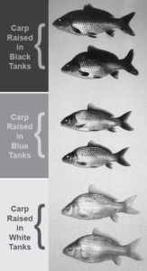 Color of indoor tanks can affect stress and performance