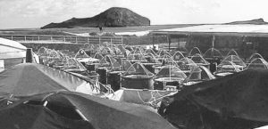Shrimp breeding for low-protein or vegetable-protein diets unnecessary