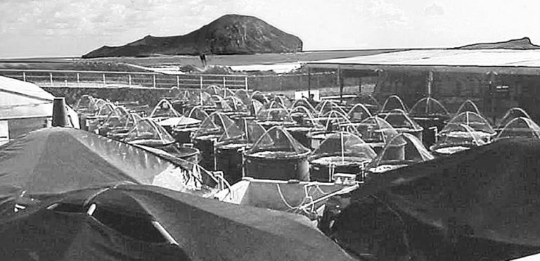 Article image for Shrimp breeding for low-protein or vegetable-protein diets unnecessary