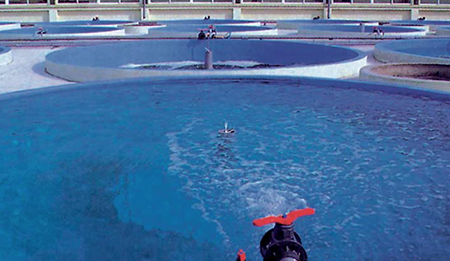 Article image for Control of dietary phosphorus in flounder culture