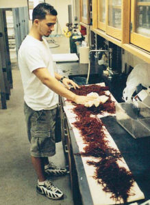 Producing marine snails for biomedical research