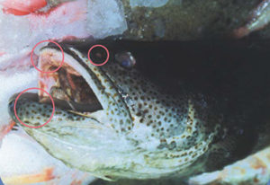 Chemoreception in the aquatic environment: A primer