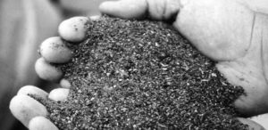 Alternative ingredients for tilapia aquafeeds