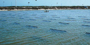 Impact of high-performance substrate technology on intensive commercial shrimp farm