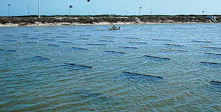 Article image for Impact of high-performance substrate technology on intensive commercial shrimp farm