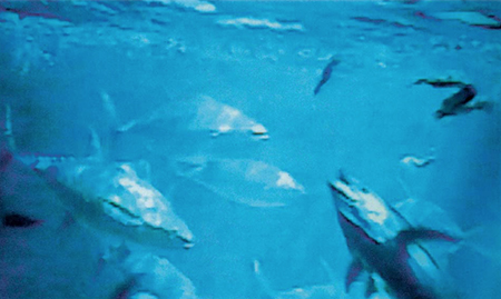 Article image for Lab culture and reproduction of yellowfin tuna in Panama