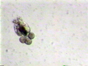 Rotifer management in marine fish culture