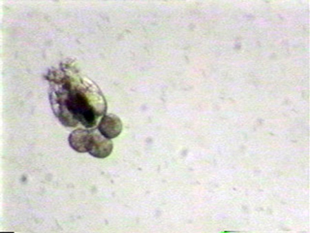 Article image for Rotifer management in marine fish culture