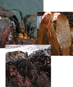 Seaweed farming in Chile: A review