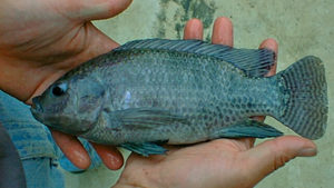 Tilapia farming in Ontario, Canada