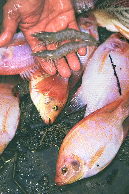 Article image for Polyculture of tilapia and penaeid shrimp