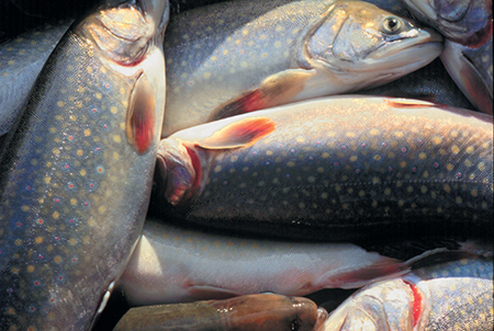 Article image for Mine water aquaculture: A West Virginia success story