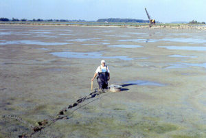 Sediment accumulation in channel catfish production ponds