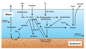 Water quality standards: Total Ammonia Nitrogen