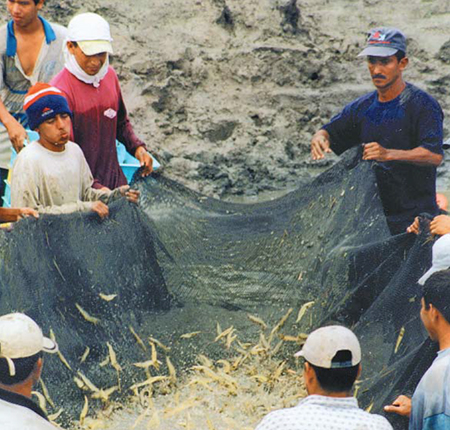 Article image for Inland shrimp farming and the environment