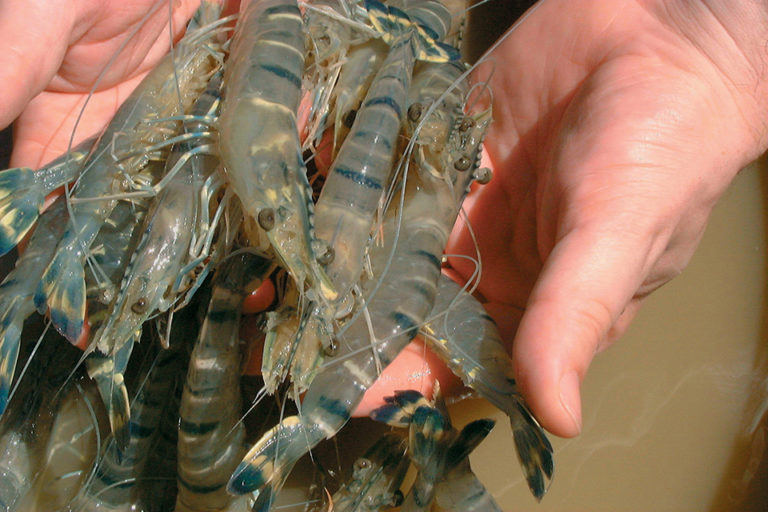 Article image for Improved nutrition enhances immune competence, disease resistance in penaeid shrimp