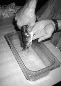 Yellow perch aquaculture potential remains unproven