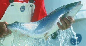 Norway study finds extrusion temperature