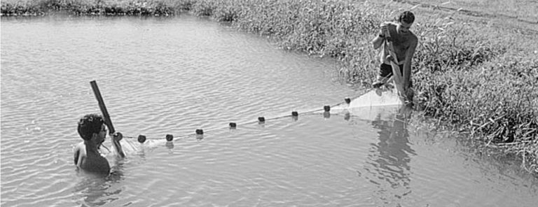 Article image for Tilapia farming in Ecuador