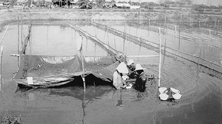 Article image for Testing commercial feeds with tilapia broodstock