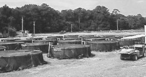 Effects of sand, sediment, vertical surfaces on intensive shrimp production