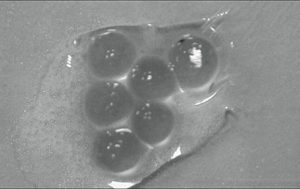 Long-term storage for immobilized microalgae