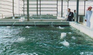 Tilapia culture in Arabia