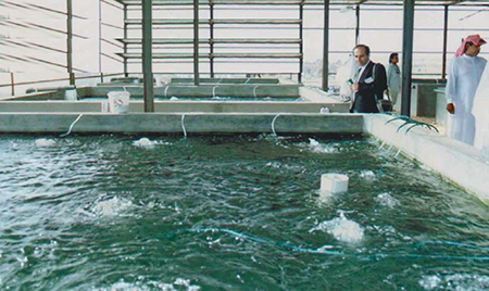 Article image for Tilapia culture in Arabia