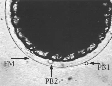 Article image for Polyploidy in shrimp
