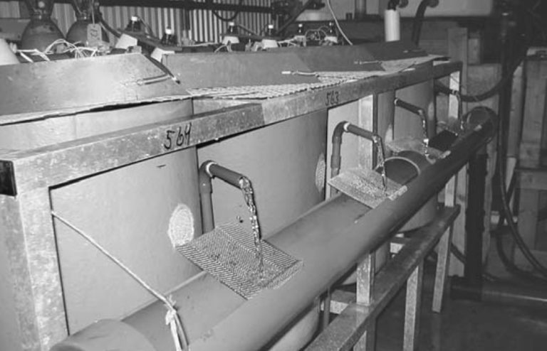 Article image for Genetic selection can increase feed efficiency of salmon