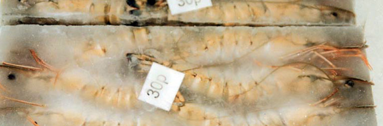 Article image for Heightened surveillance of chloramphenicol residues in shrimp