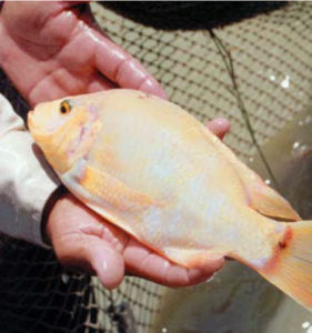 Small-scale tilapia culture in rural Central America