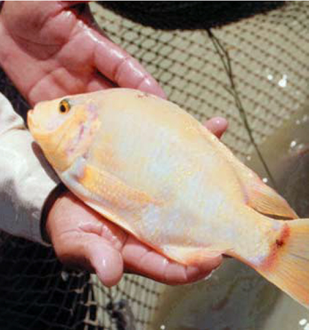 Article image for Small-scale tilapia culture in rural Central America