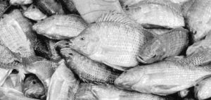U.S. tilapia industry seeking FDA approval of methyltestosterone
