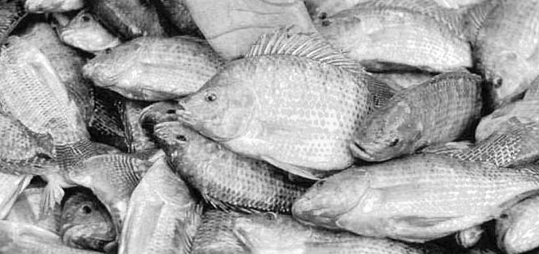 Article image for U.S. tilapia industry seeking FDA approval of methyltestosterone
