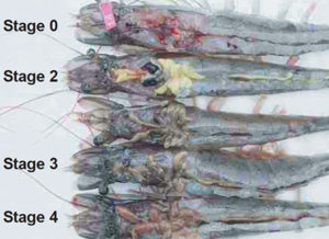 Role of lipids and vitamins in maturing shrimp