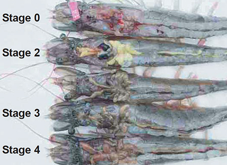 Article image for Role of lipids and vitamins in maturing shrimp