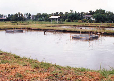 Article image for Cage-cum-pond: Integrated aquaculture systems recycle wastes