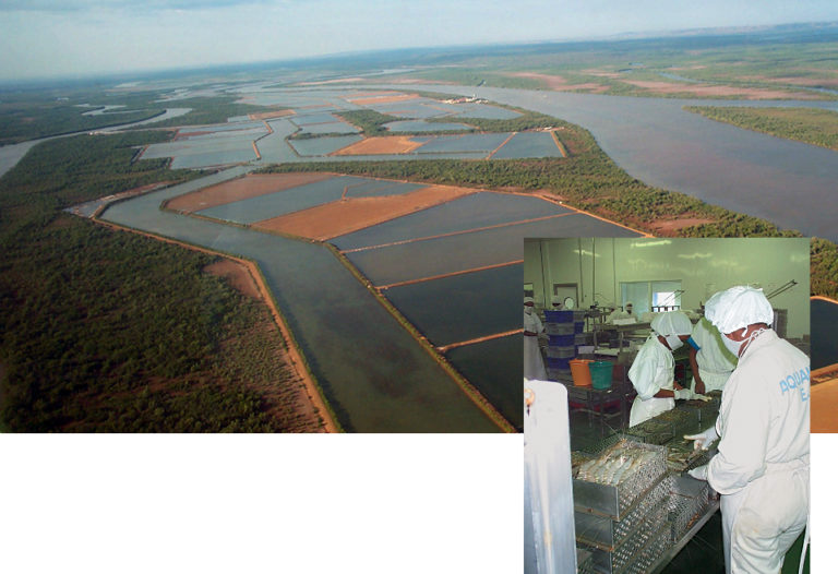 Article image for Shrimp farming in Madagascar